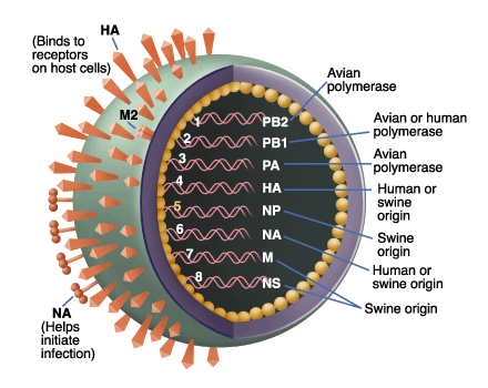 h1n1 influenza virus